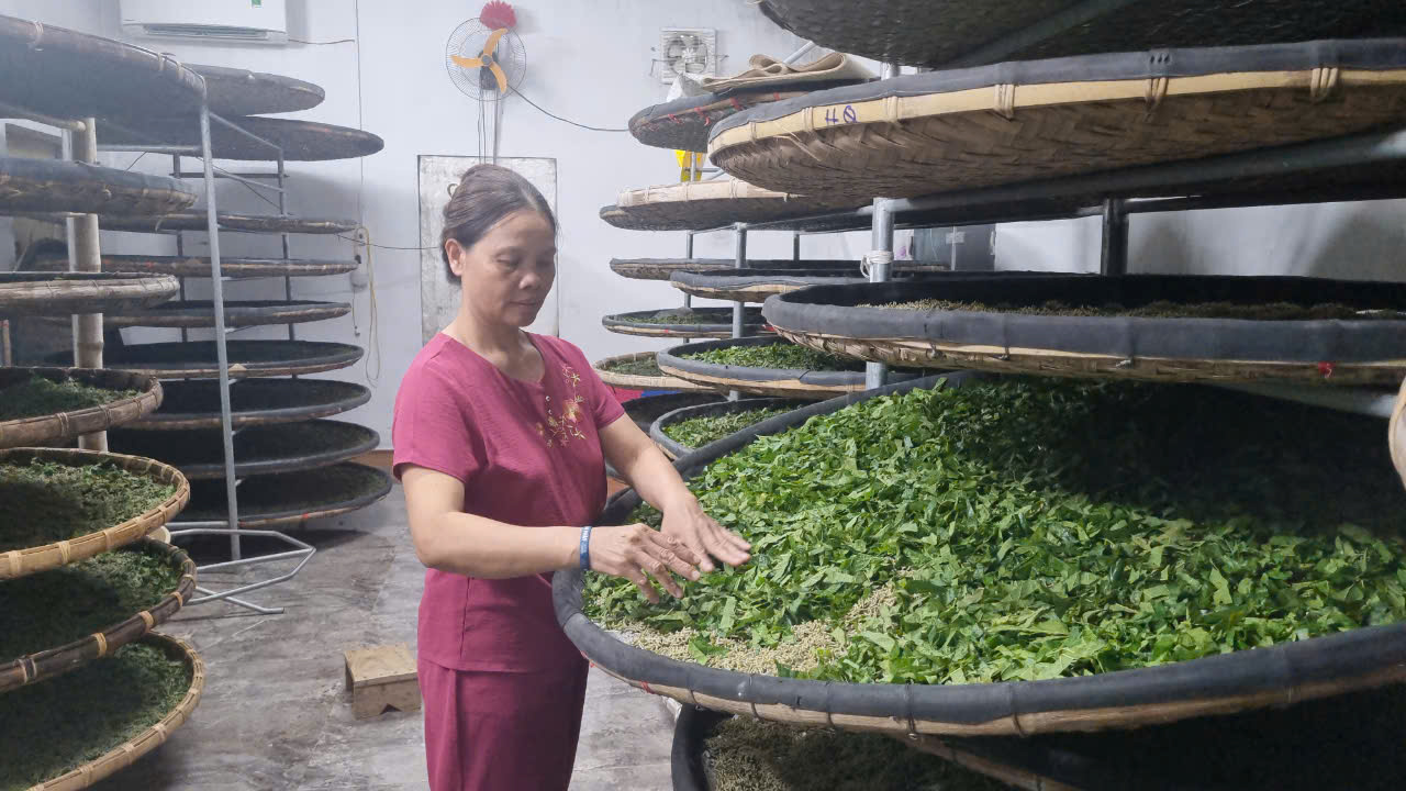HIỆU QUẢ MÔ HÌNH TRỒNG DÂU NUÔI TẰM CỦA HỘI VIÊN PHỤ NỮ XÃ VŨ TIÊN, TỈNH HƯNG YÊN